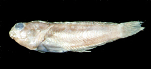 Petroscirtes mitratus高鰭跳岩鳚