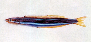 Plagiotremus rhinorhynchos粗吻橫口鳚