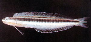 Plagiotremus tapeinosoma黑帶橫口鳚