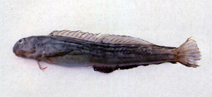 Omobranchus punctatus斑點肩鰓鳚