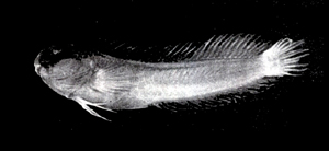Parenchelyurus hepburni赫氏擬鰻尾鳚