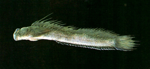 Andamia tetradactylus四指唇盤鳚