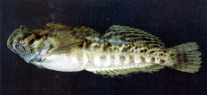 Entomacrodus niuafoouensis蟲紋間頸鬚鳚