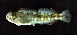 Entomacrodus lighti萊特氏間頸鬚鳚