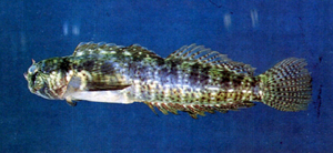 Entomacrodus thalassinus海間頸鬚鳚