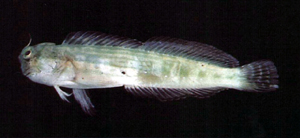 Blenniella caudolineata尾紋真蛙鳚