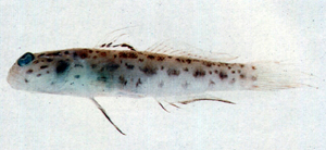 Ctenogobiops aurocingulus黃斑櫛眼鰕虎