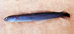 Ptereleotris heteroptera尾斑凹尾塘鱧