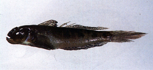 Oxyurichthys papuensis巴布亞溝鰕虎