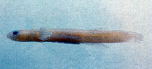 Luciogobius saikaiensis西海竿鰕虎