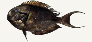 Acanthurus nigricauda黑尾刺尾鯛