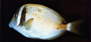Acanthurus leucopareius白斑刺尾鯛