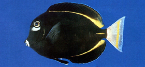 Acanthurus nigricans白面刺尾鯛