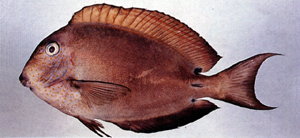 Acanthurus nigrofuscus褐斑刺尾鯛