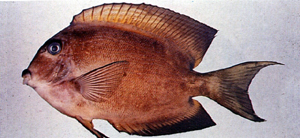 Ctenochaetus binotatus雙斑櫛齒刺尾鯛