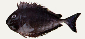 Naso hexacanthus六棘鼻魚