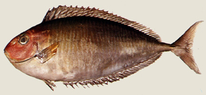 Naso thynnoides擬鮪鼻魚