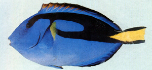 Paracanthurus hepatus擬刺尾鯛