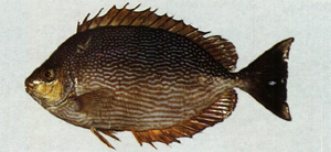 Siganus javus爪哇臭肚魚