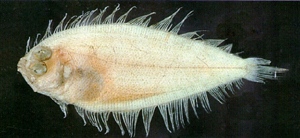 Arnoglossus polyspilus多斑羊舌鮃
