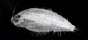 Arnoglossus macrolophus長冠羊舌鮃