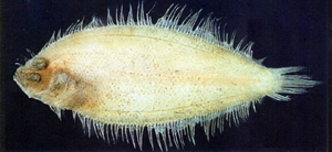 Arnoglossus tenuis細羊舌鮃