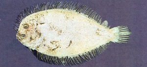 Engyprosopon grandisquama偉鱗短額鮃