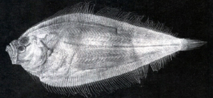 Neolaeops microphthalmus小眼新左鮃