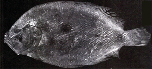 Pseudorhombus levisquamis滑鱗斑鮃
