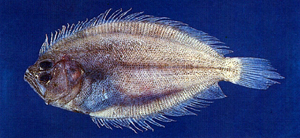 Pseudorhombus neglectus南海斑鮃