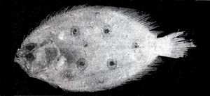 Pseudorhombus quinquocellatus五目斑鮃