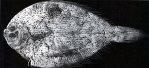 Tarphops oligolepis高體大鱗鮃