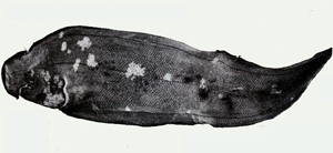 Cynoglossus abbreviatus短舌鰨