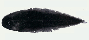 Cynoglossus bilineatus雙線舌鰨