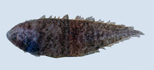 Cynoglossus itinus單孔舌鰨