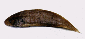 Cynoglossus joyneri焦氏舌鰨