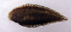 Cynoglossus puncticeps斑頭舌鰨