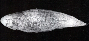 Cynoglossus robustus寬體舌鰨