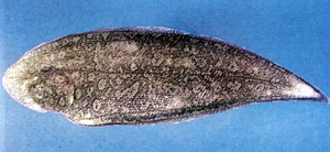Paraplagusia bilineata雙線鬚鰨