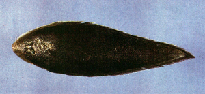Paraplagusia blochii布氏鬚鰨