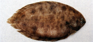 Brachirus orientalis東方寬箬鰨