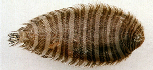 Zebrias crossolepis纓鱗條鰨