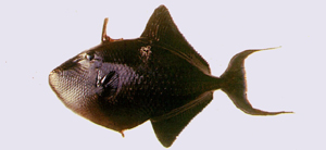 Odonus niger紅牙鱗魨