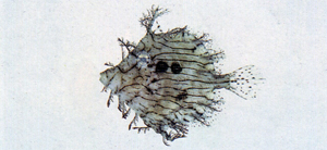 Chaetodermis penicilligerus棘皮單棘魨