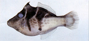 Paraluteres prionurus鋸尾副革單棘魨