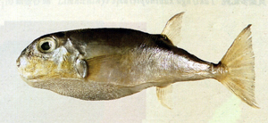 Lagocephalus spadiceus棕斑兔頭魨