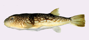 Takifugu poecilonotus斑點多紀魨