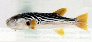 Takifugu xanthopterus黃鰭多紀魨