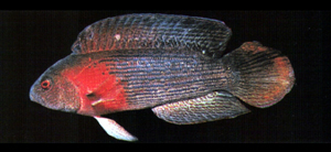 Labracinus lineatus線紋戴氏魚