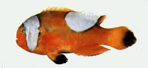 Amphiprion polymnus鞍斑雙鋸魚